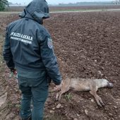Lupo travolto e ucciso a Cavriana: nonostante l'intervento degli agenti ittico venatori della Polizia Provinciale per l'animale non c'è stato nulla da fare